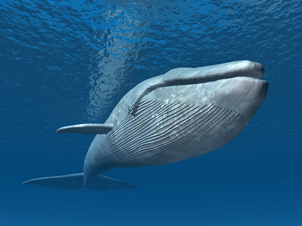 
                    Биткоин-кит перевёл из хранилища Xapo на Bitfinex 3600 биткоинов                
