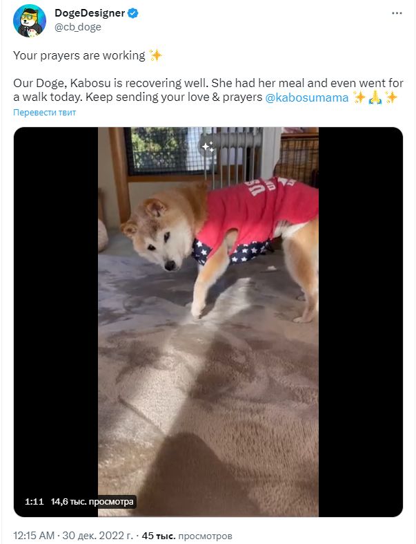 
О собаке Кабосу, ставшей символом Dogecoin, снимут документальный фильм 