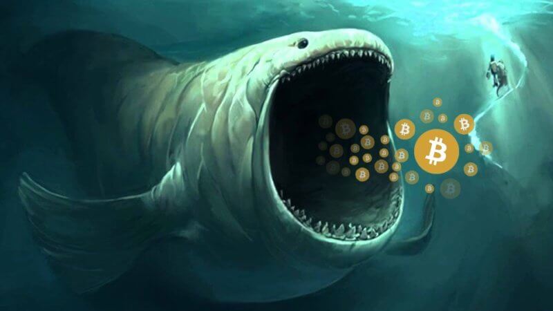 whales