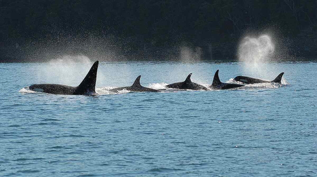
Glassnode: на этой неделе число BTC-китов достигло 10-месячного пика 