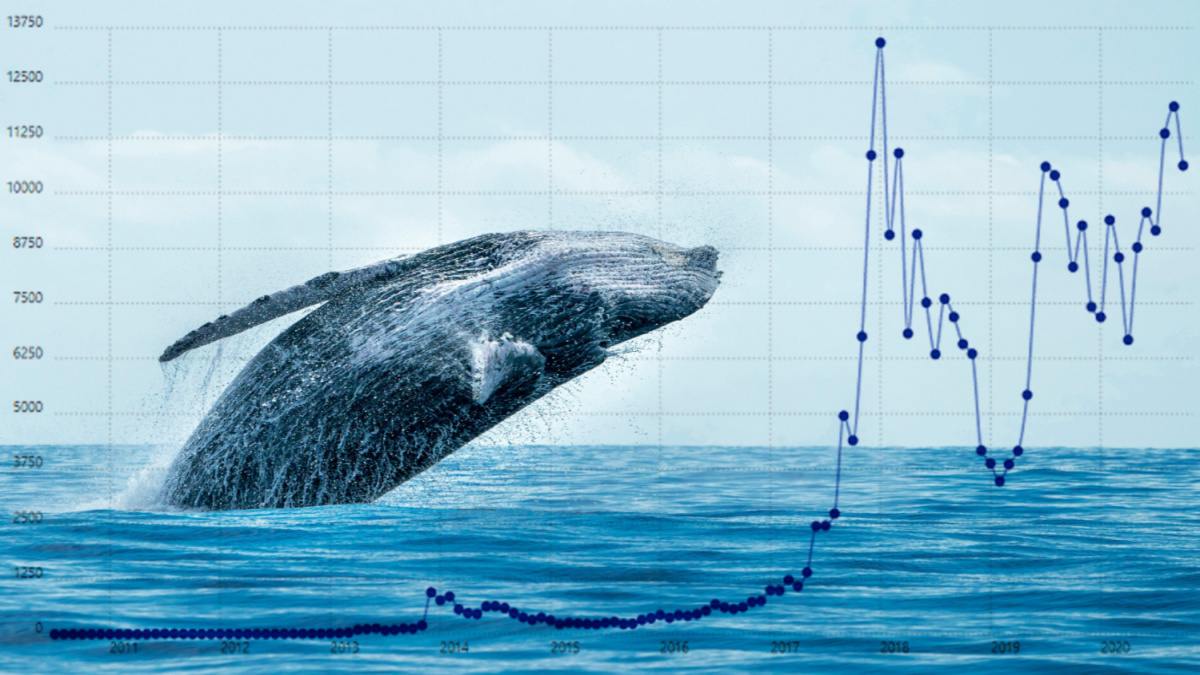 
3 криптовалюты-мема, которые покупают «киты» в августе 